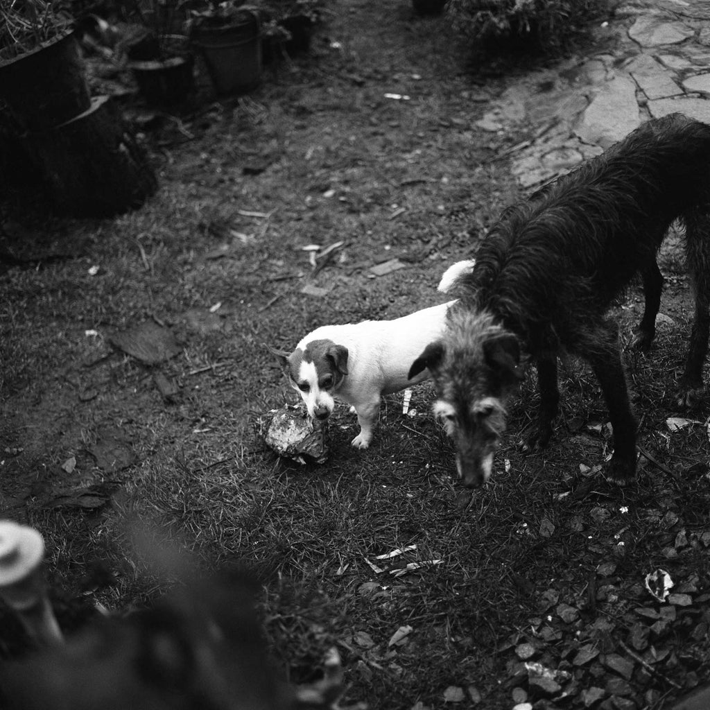 #172 Fotografia . cãezinhos . Lorena Ribeiro