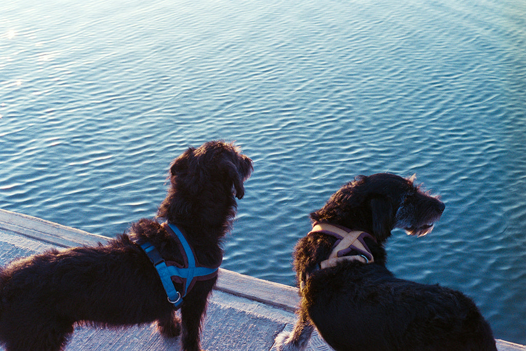 36 Fotografia . Cães . Fernanda Corsini