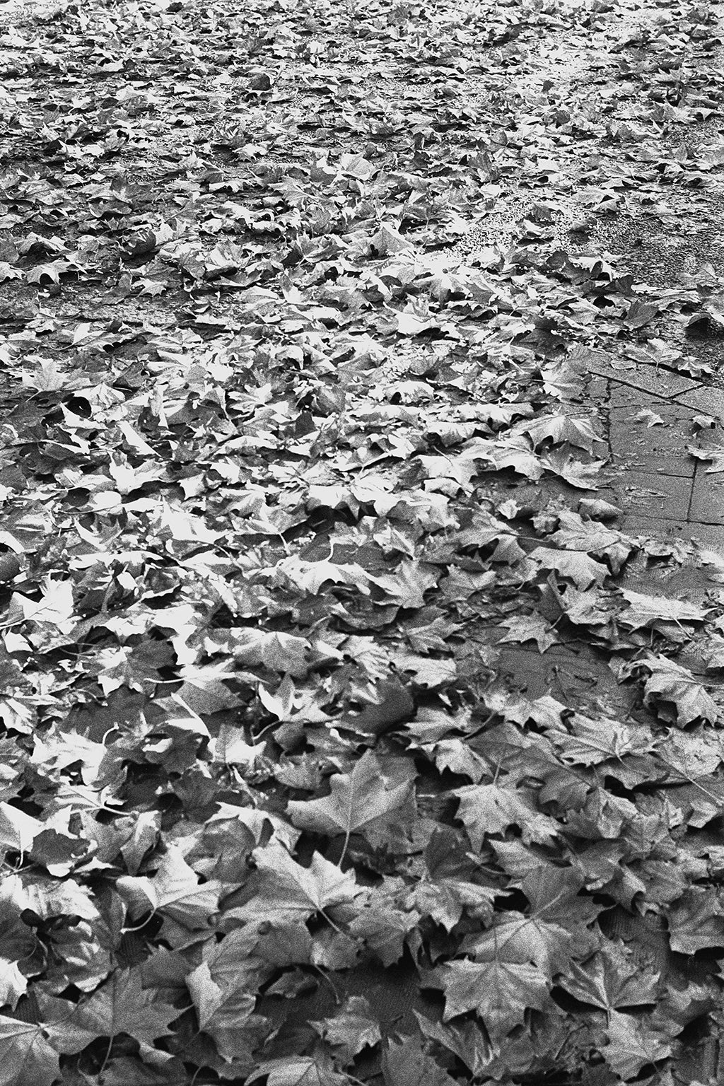 110 Fotografia . Folhas Secas . Gabriel Kogan
